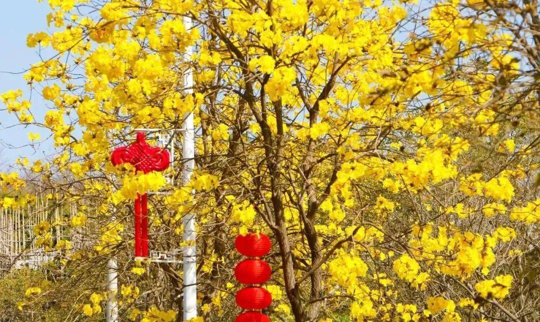 71最佳赏花期:2月底至3月中71观赏地点:赤坭镇竹洞村,赤坭镇志惠