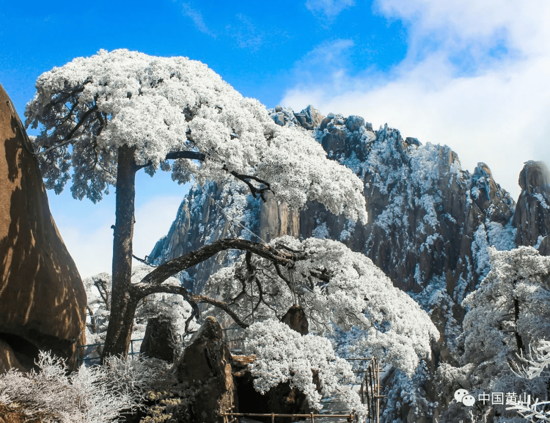 【赏雪还得来黄山】玉屏之冬_迎客松_白雪_大雪
