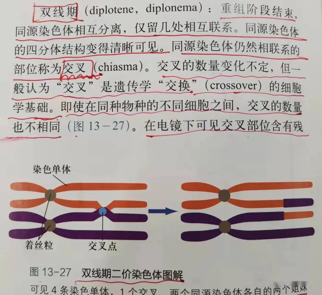 而依据大学当中,四分体的互换是发生在粗线期,具体见下图:因此,四分体
