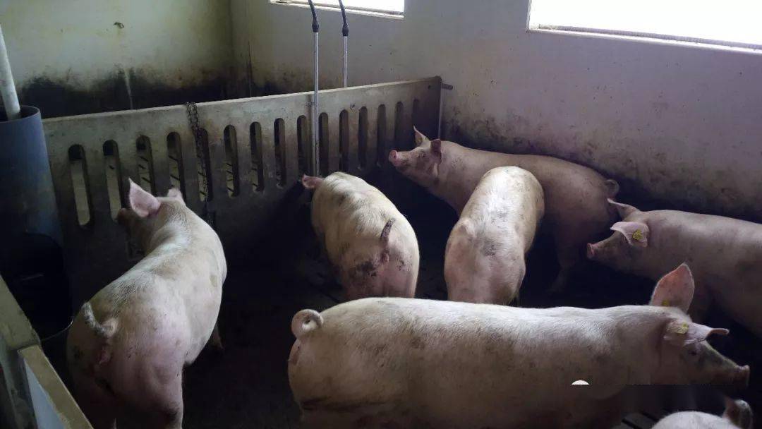 当前蓝耳病标准的净化思路_病毒_阴性_母猪