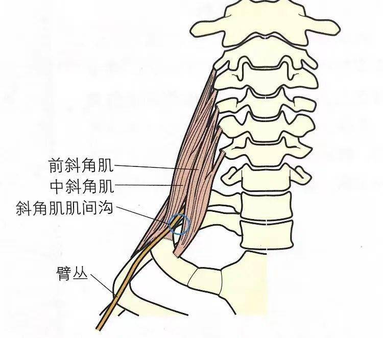 如何評估胸廓出口綜合徵的