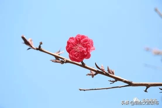 春意|来吧，来长岛赴一场春天的约会