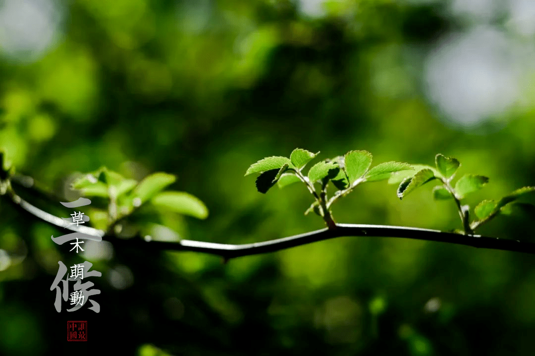 节气|今日雨水：好雨知时节，当春乃发生