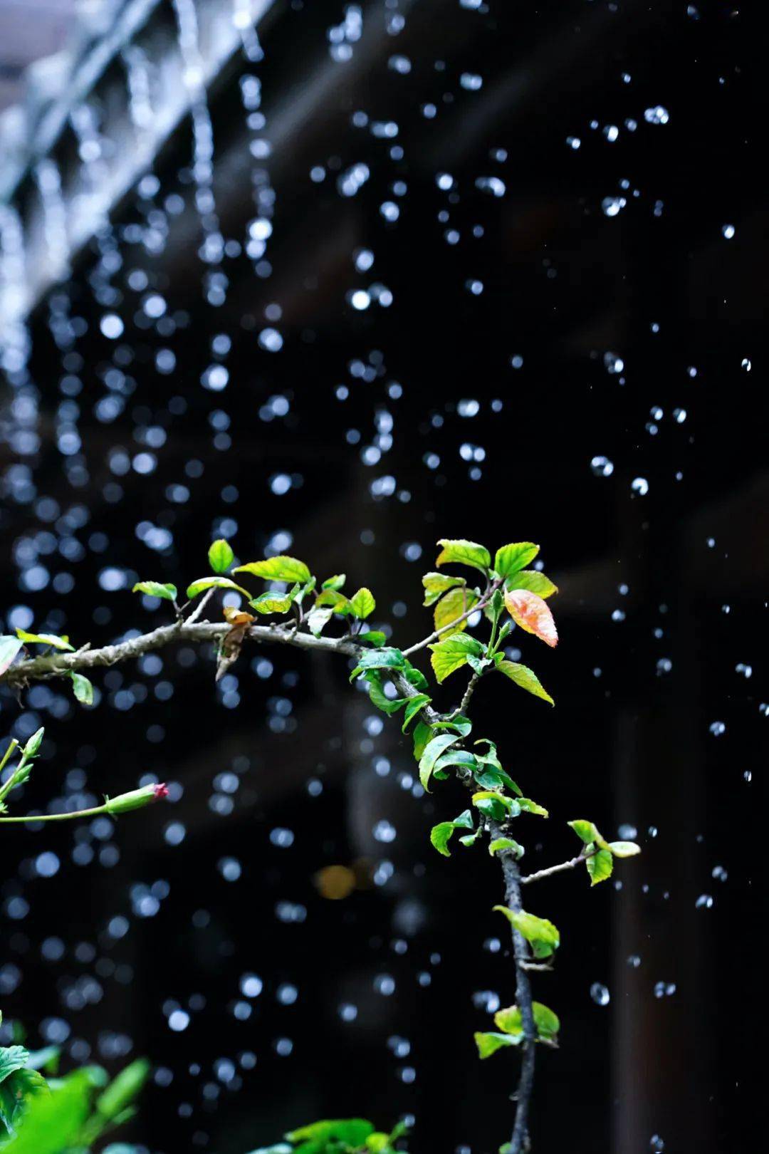 节气|今日雨水：好雨知时节，当春乃发生