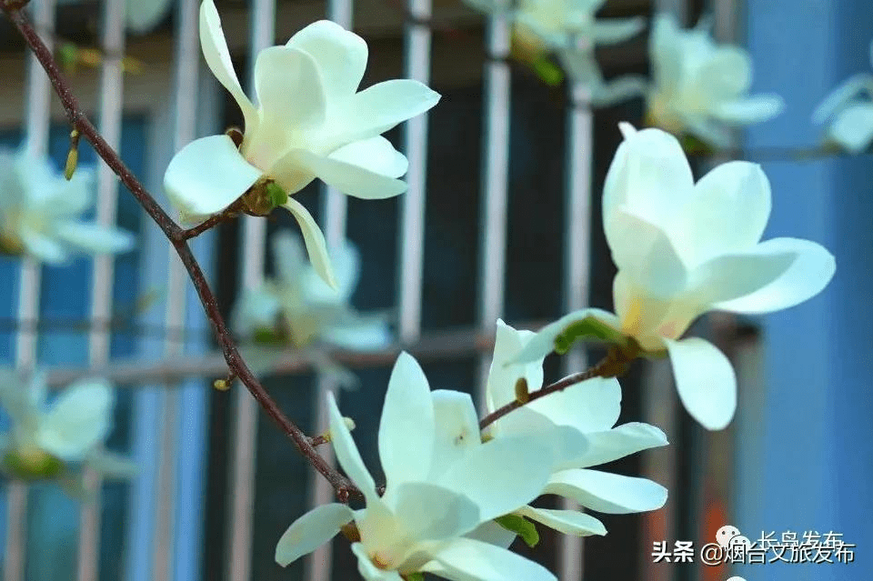 春意|来吧，来长岛赴一场春天的约会