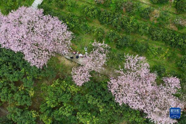 农旅|樱花盛开迎客来