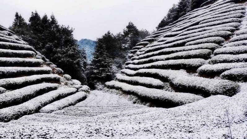 南平|【组图】福建多地加入2022年“下雪群聊” 美不胜收