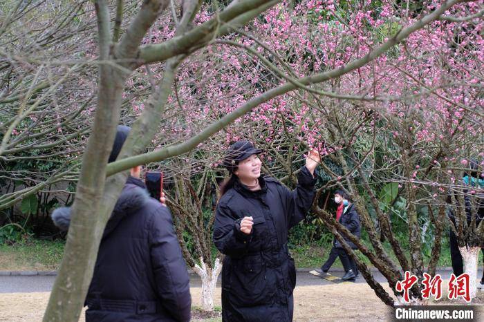 柳州|广西桃花雨后绽放 大批游客拍照“打卡”