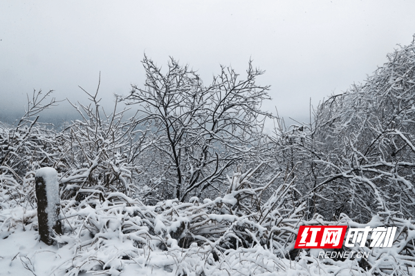 雪景|湖南新田：九峰山初春雪景醉游人