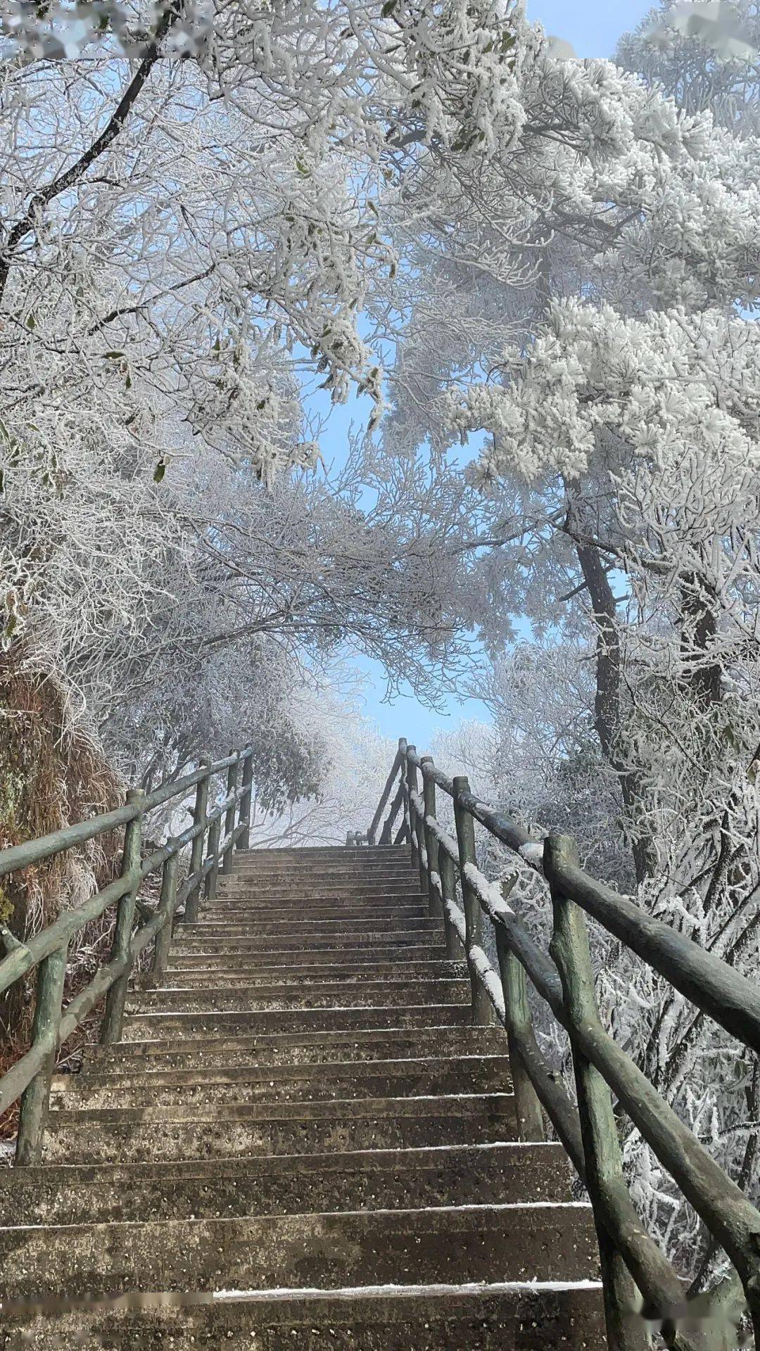 來看吉安春日裡的絕美雪景大片_井岡山_視頻_景區