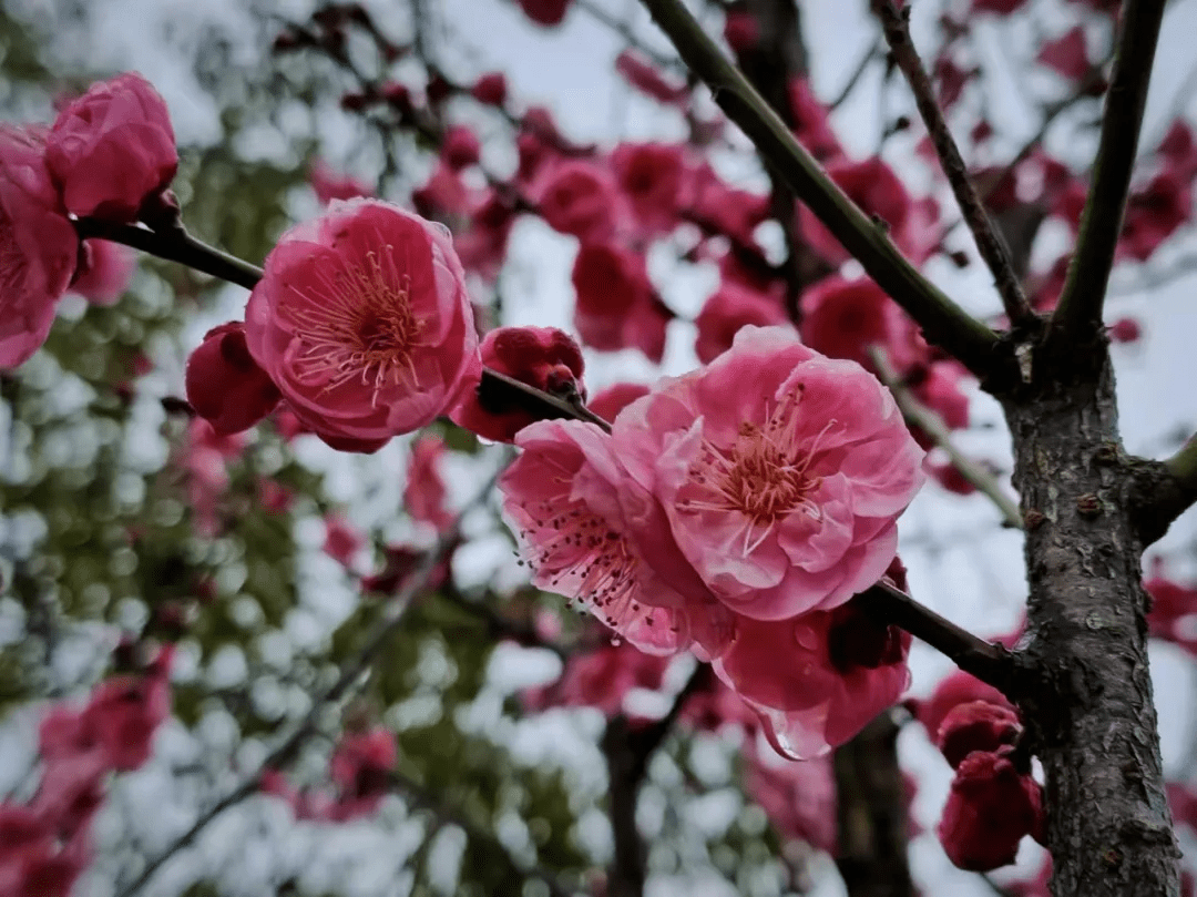 留下美好的春日记忆闻着淡雅的花香走在奕棋镇林塘村的梅花林里在屯溪