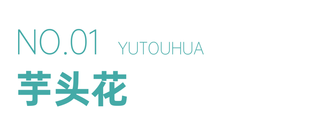 芋头花属于云南吃花界暗黑系列的存在,地位跟野生菌差不多,有一个相同