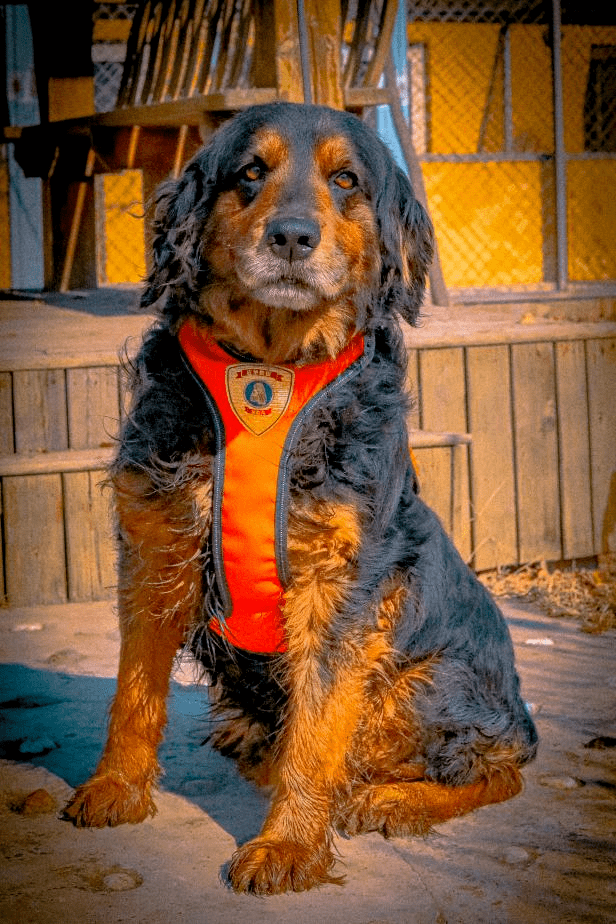 搜救犬坤虎图片