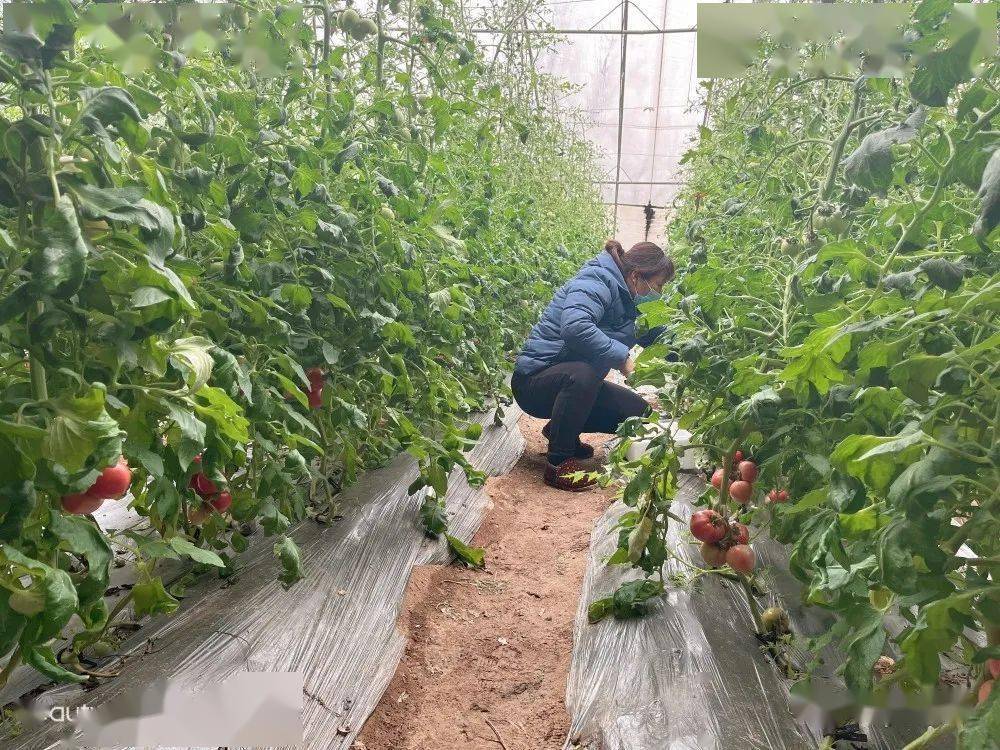 明日剧透|67美味与颜值并存的"招财果"_圣女果_园区_种植户