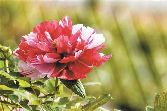 莞洛紧相连千里花之约 桥头 牡丹花 洛阳市