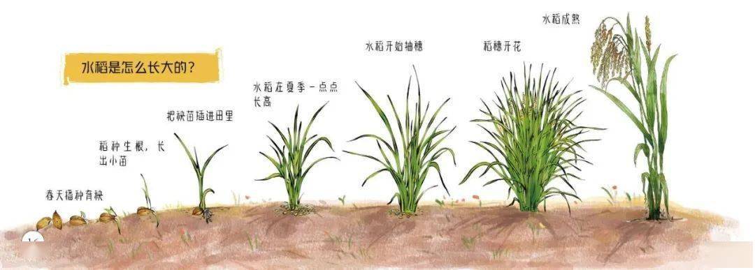 三月种下一棵小树聆听稻子发芽的声音青禾旅读