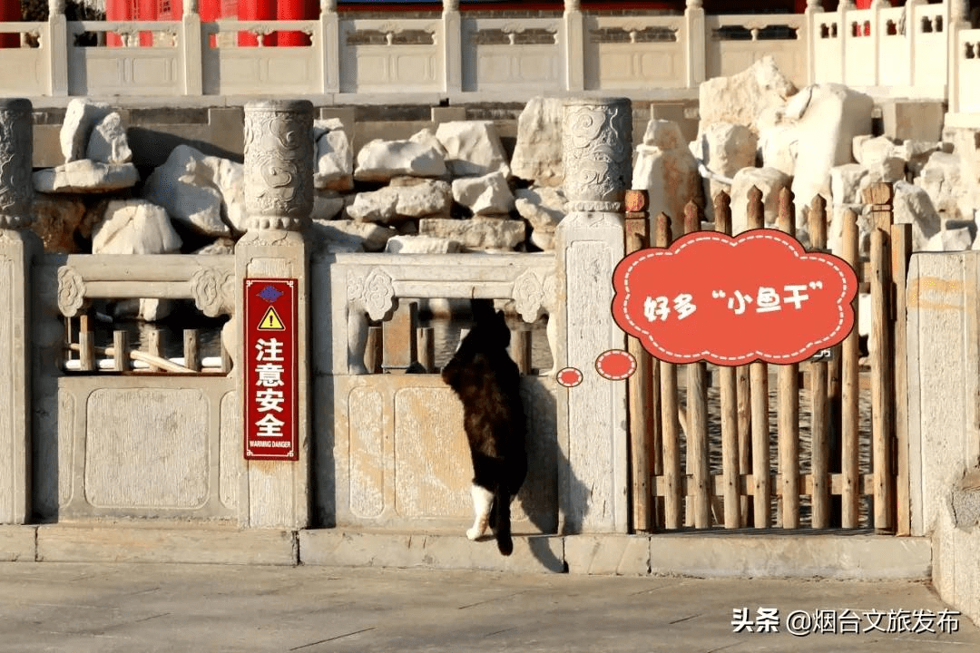 馋猫|这个春天傲娇的猫小主喊你来蓬莱！