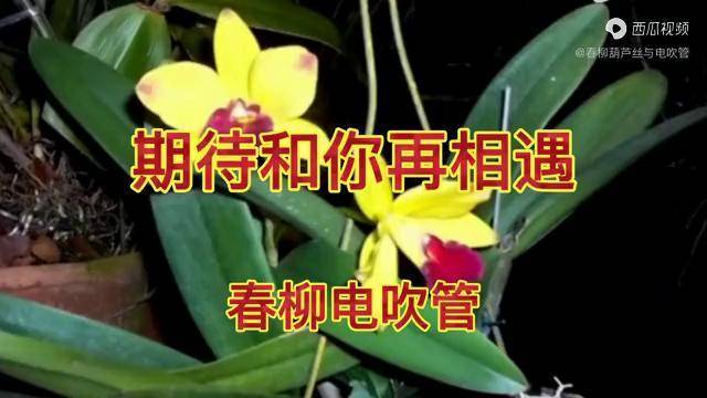 春柳电吹管期待和你再相遇