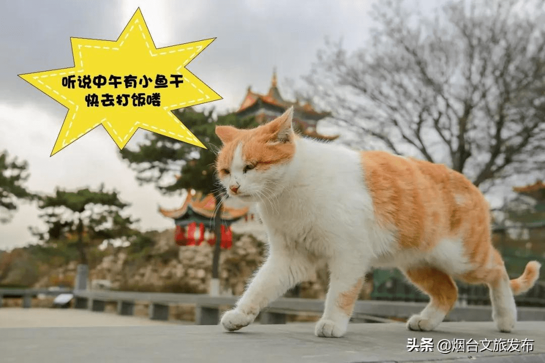 馋猫|这个春天傲娇的猫小主喊你来蓬莱！