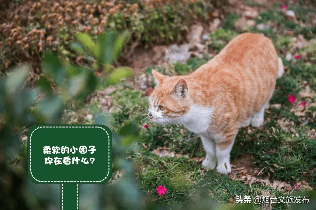 馋猫|这个春天傲娇的猫小主喊你来蓬莱！