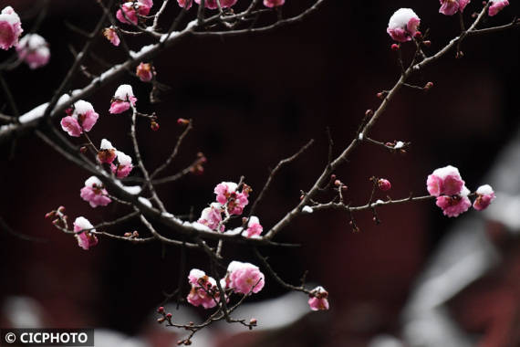 梅花|雨雪润春花