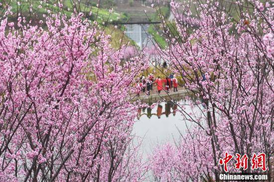 市民|初春时节 重庆大面积梅花盛开分外夺目