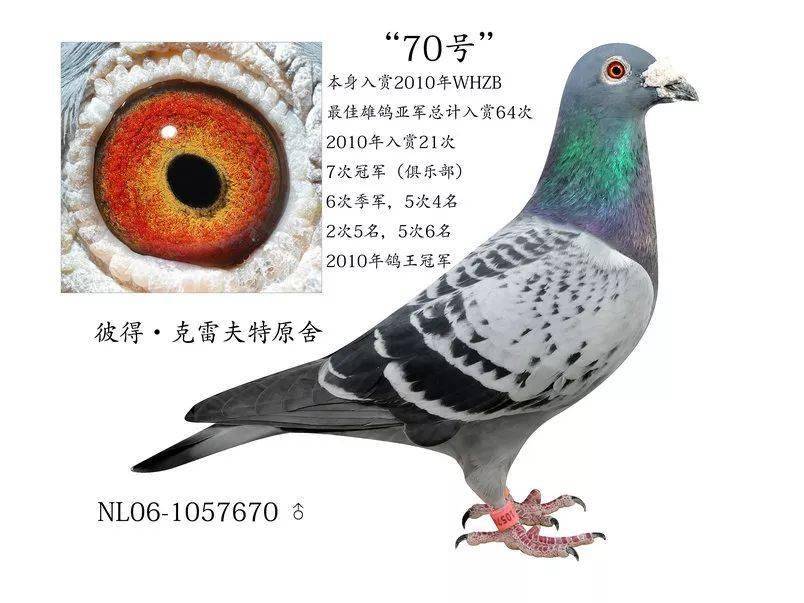 鸽子_幼鸽_种鸽