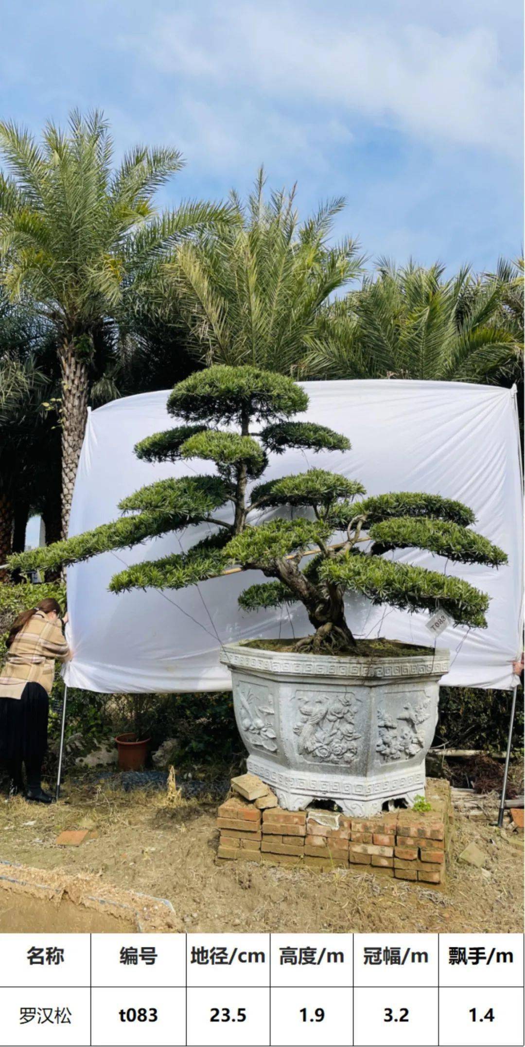 马后花园1830公分精选罗汉松盆景适合花园庭院