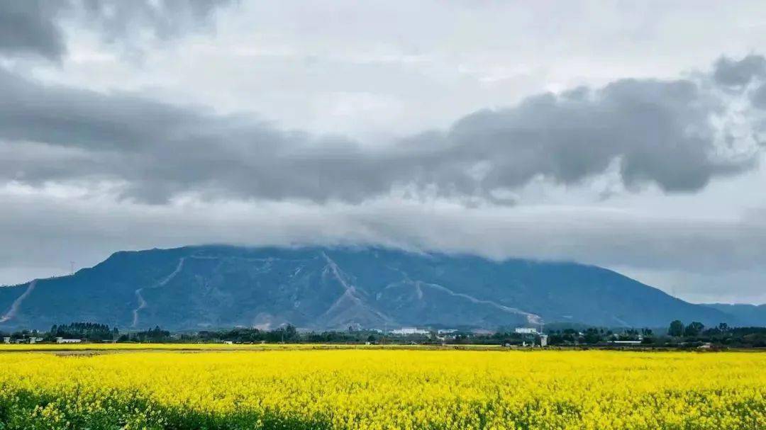 花都黎塘油菜花图片