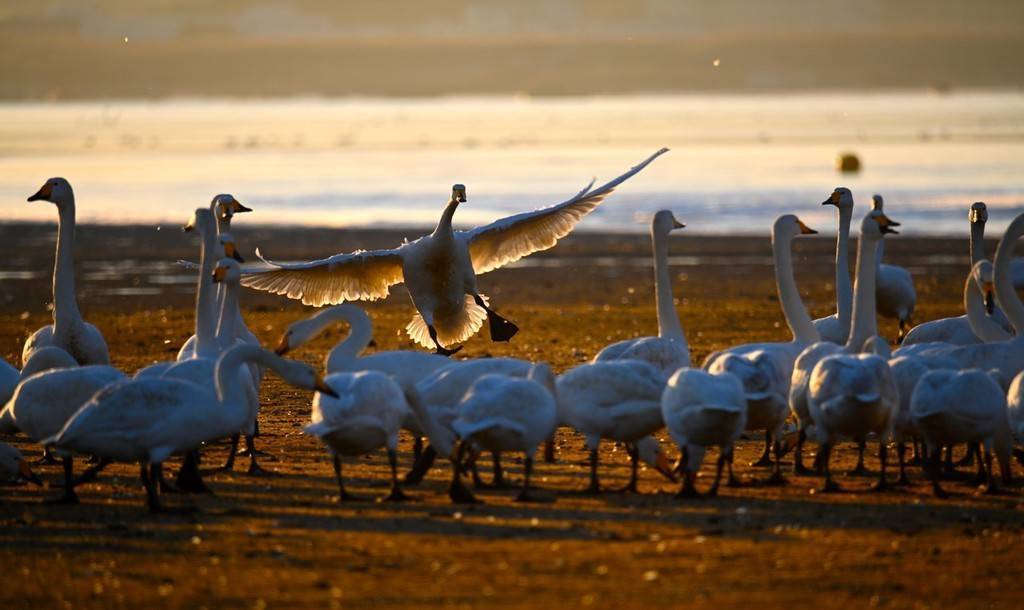 天气转暖 山东荣成大天鹅"晨练"备迁徙_天鹅_山东_天气