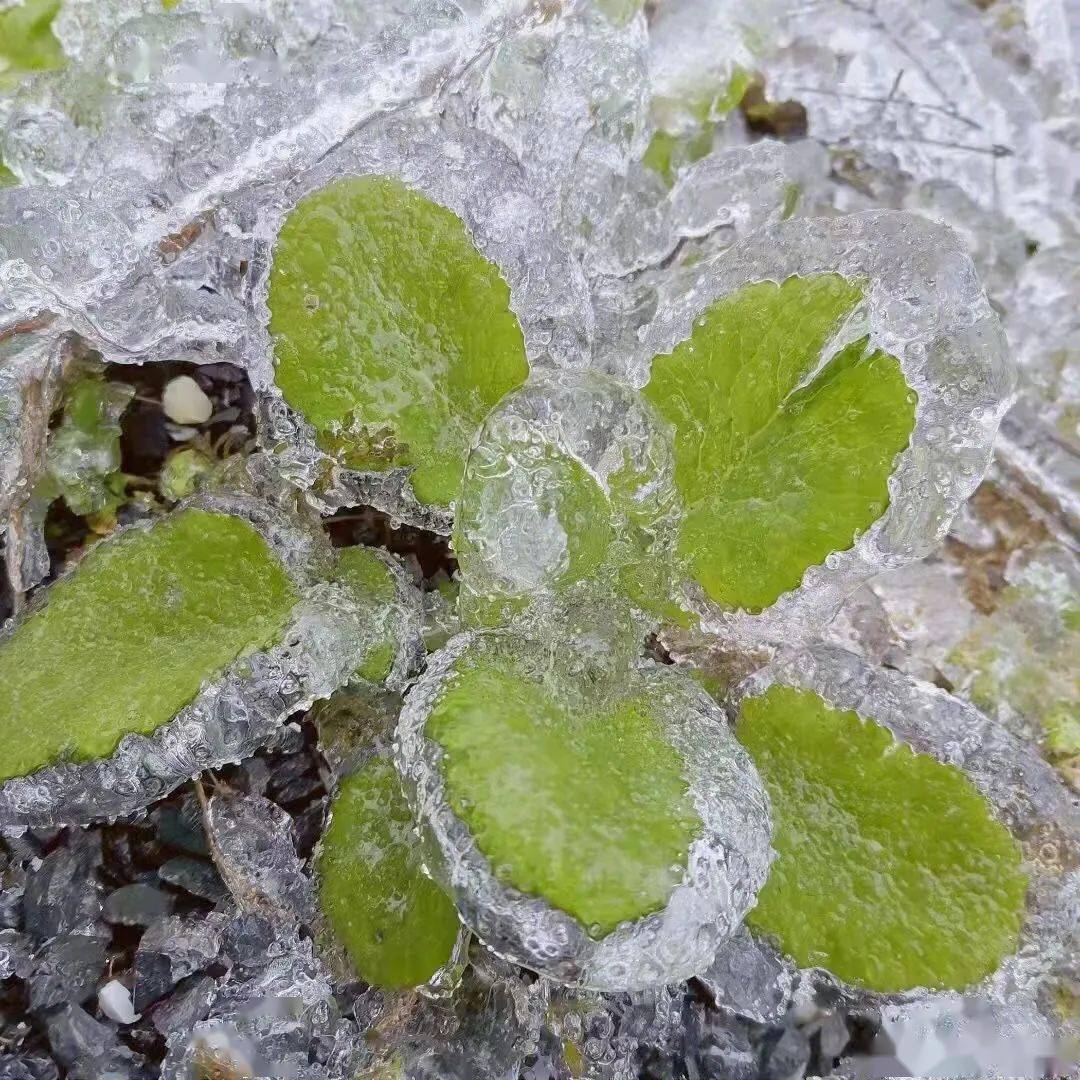 广东变广冻真的有这么冷吗首席预报员给出答案