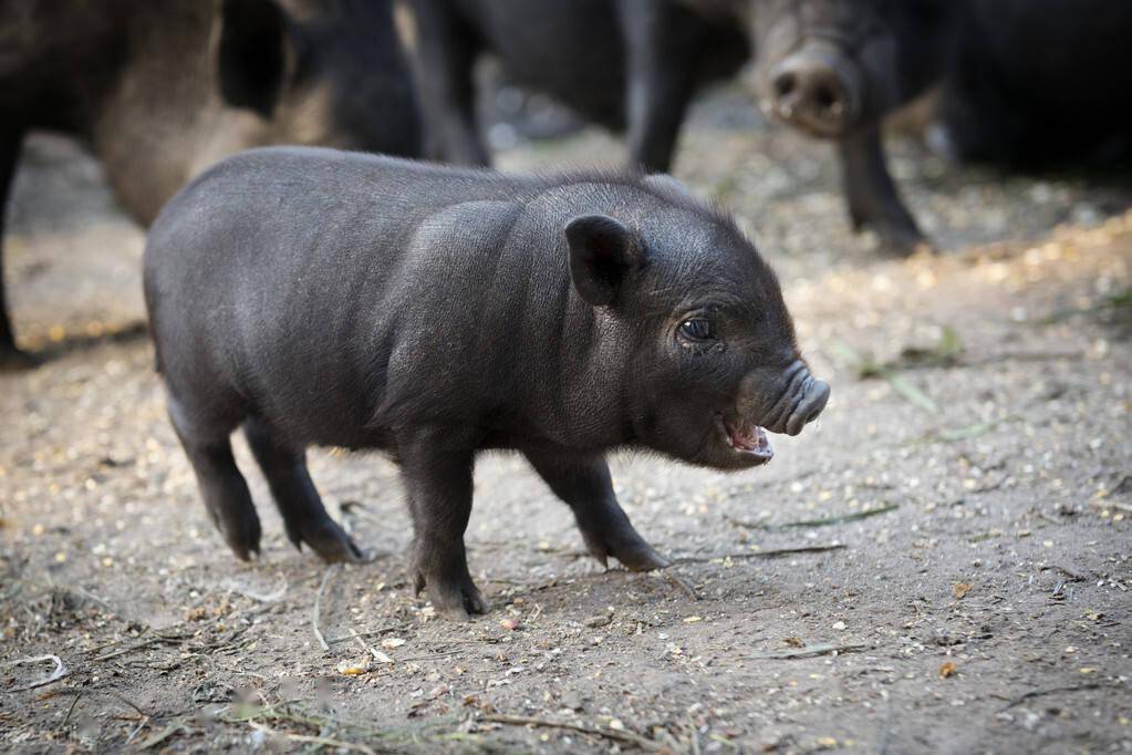 现在由于技术的改良,黑猪的基因也发生了变化,体型也