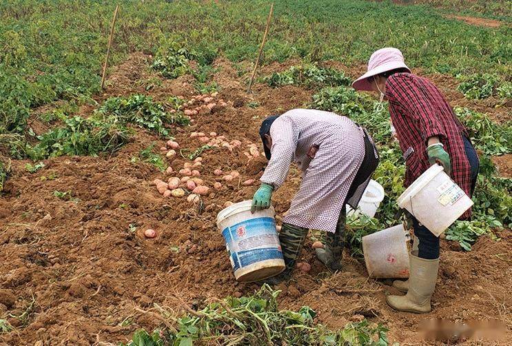 重庆武隆地区马铃薯种植技术及常见病害防治措施