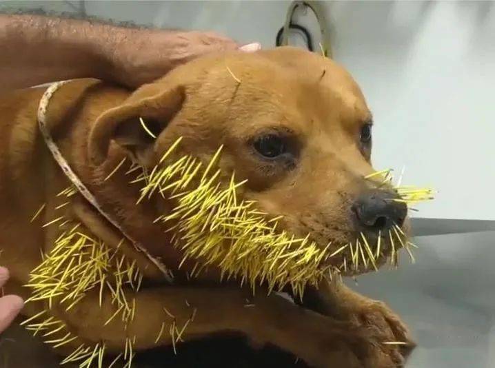 遇到攻击,美洲豪猪的刺很容易从身体脱落,而刺上的倒钩则牢牢的扣在猎