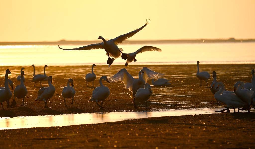 天气转暖 山东荣成大天鹅"晨练"备迁徙_天鹅_山东_天气
