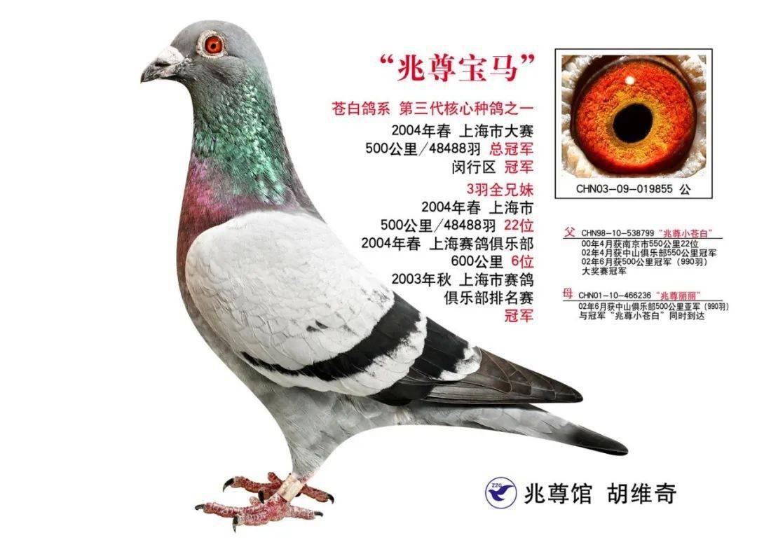 一羽鸽子成就一个品系:"苍白骑士"_兆尊_比赛_先生