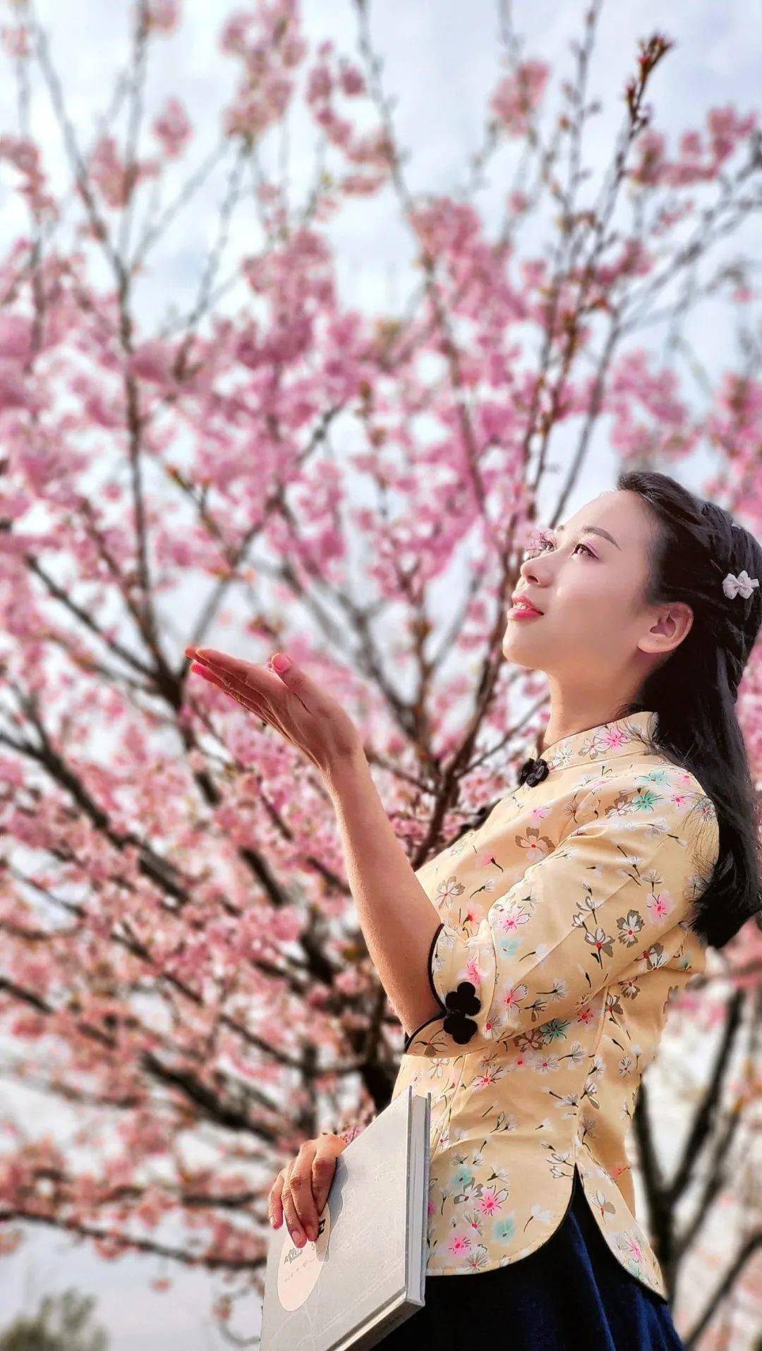 常德有个樱花园千亩烂漫等你来