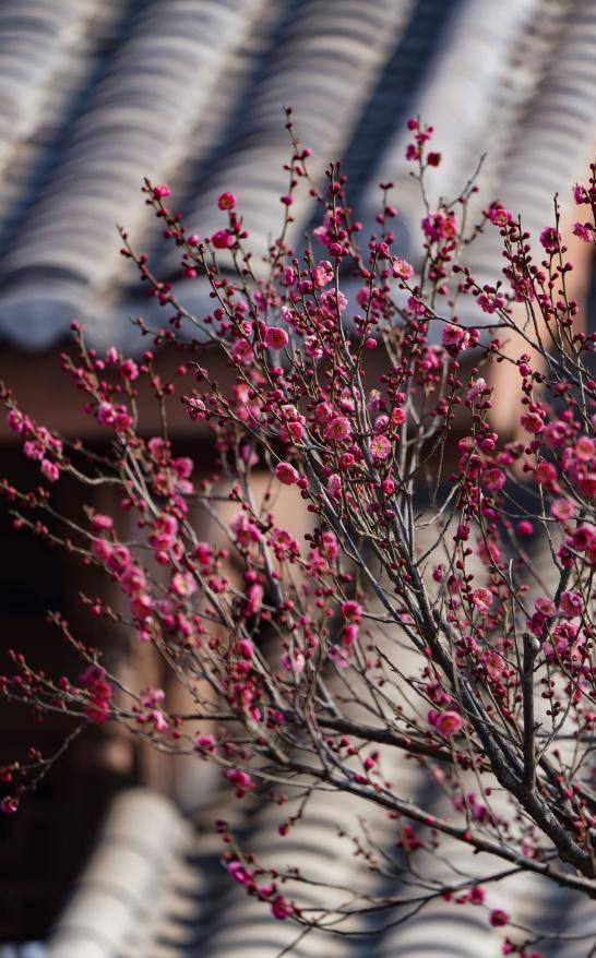 阴天|15℃！郑州的春天真好看