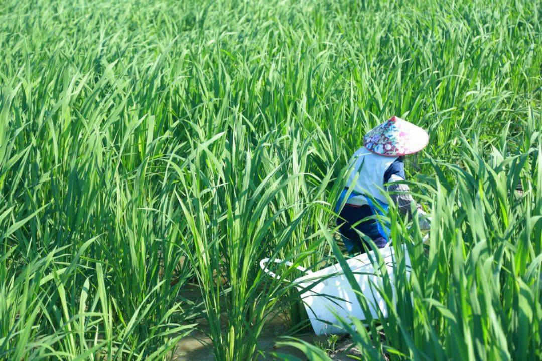 高州一条村种植了一种少见的青菜"茭白",亩​产约1.5万元_宝光街道_