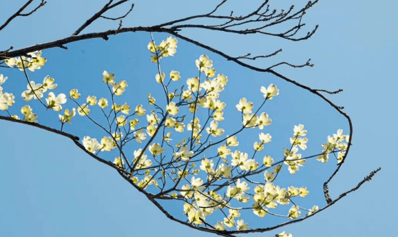 在心里种花,人生才不会荒芜_花有信_玫瑰_花香