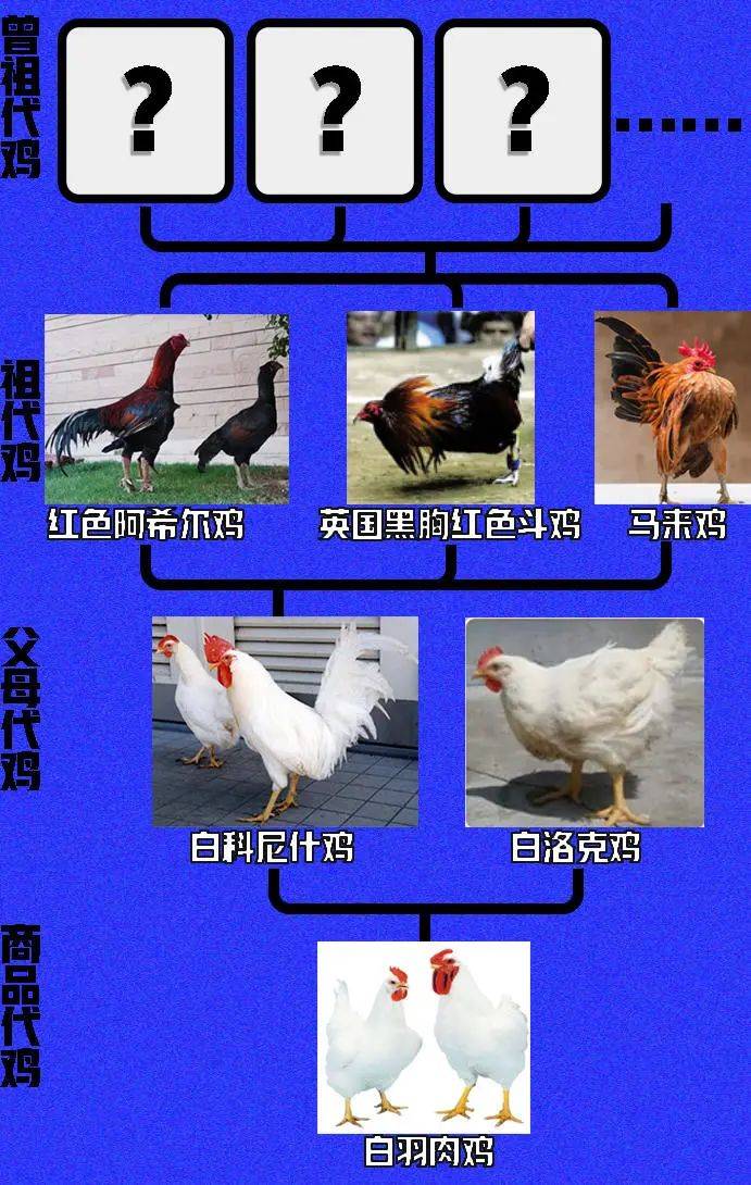 在中国白羽鸡和白羽鸡为什么生不出白羽鸡