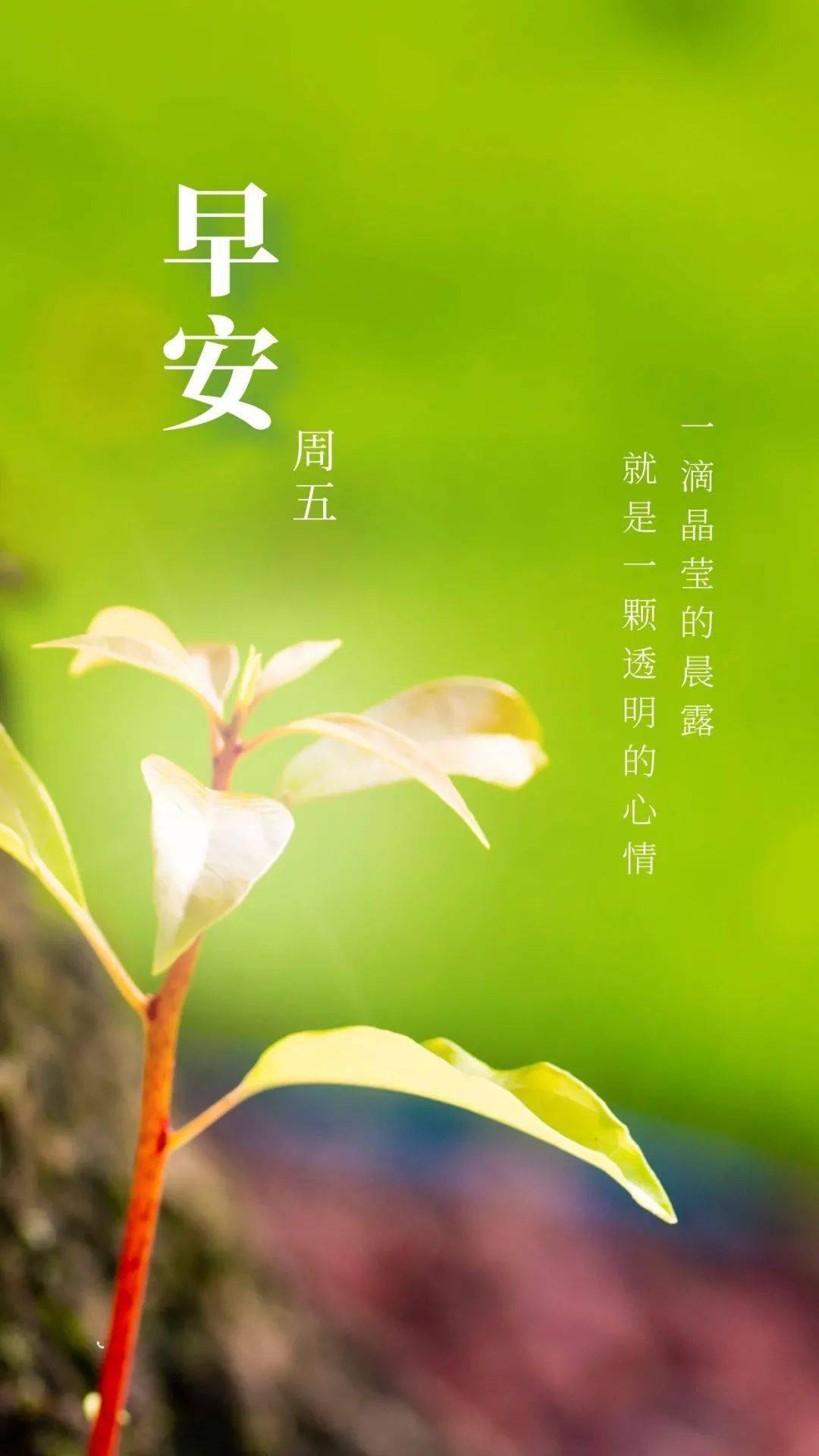 早上好祝福语图片正月廿五