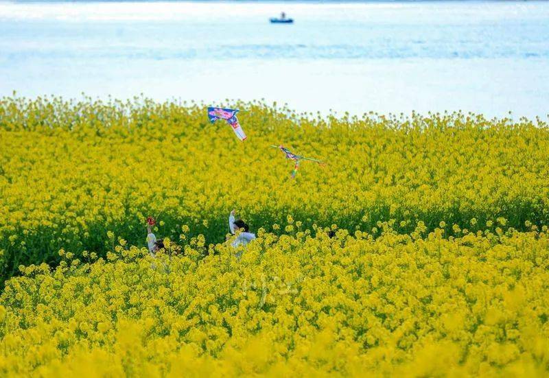 泸州弥陀油菜花景点图片