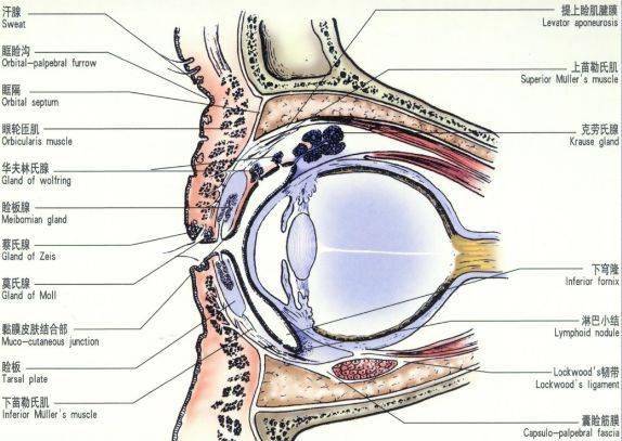 眼周解剖结构图图片