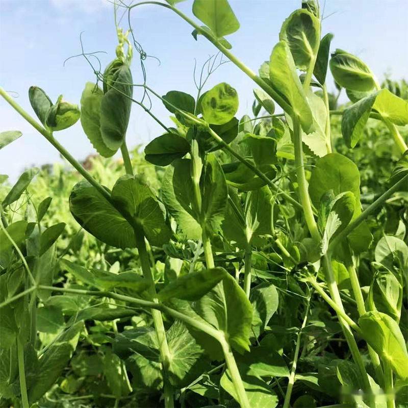 我国豌豆尖产业现状发展与优势种植区