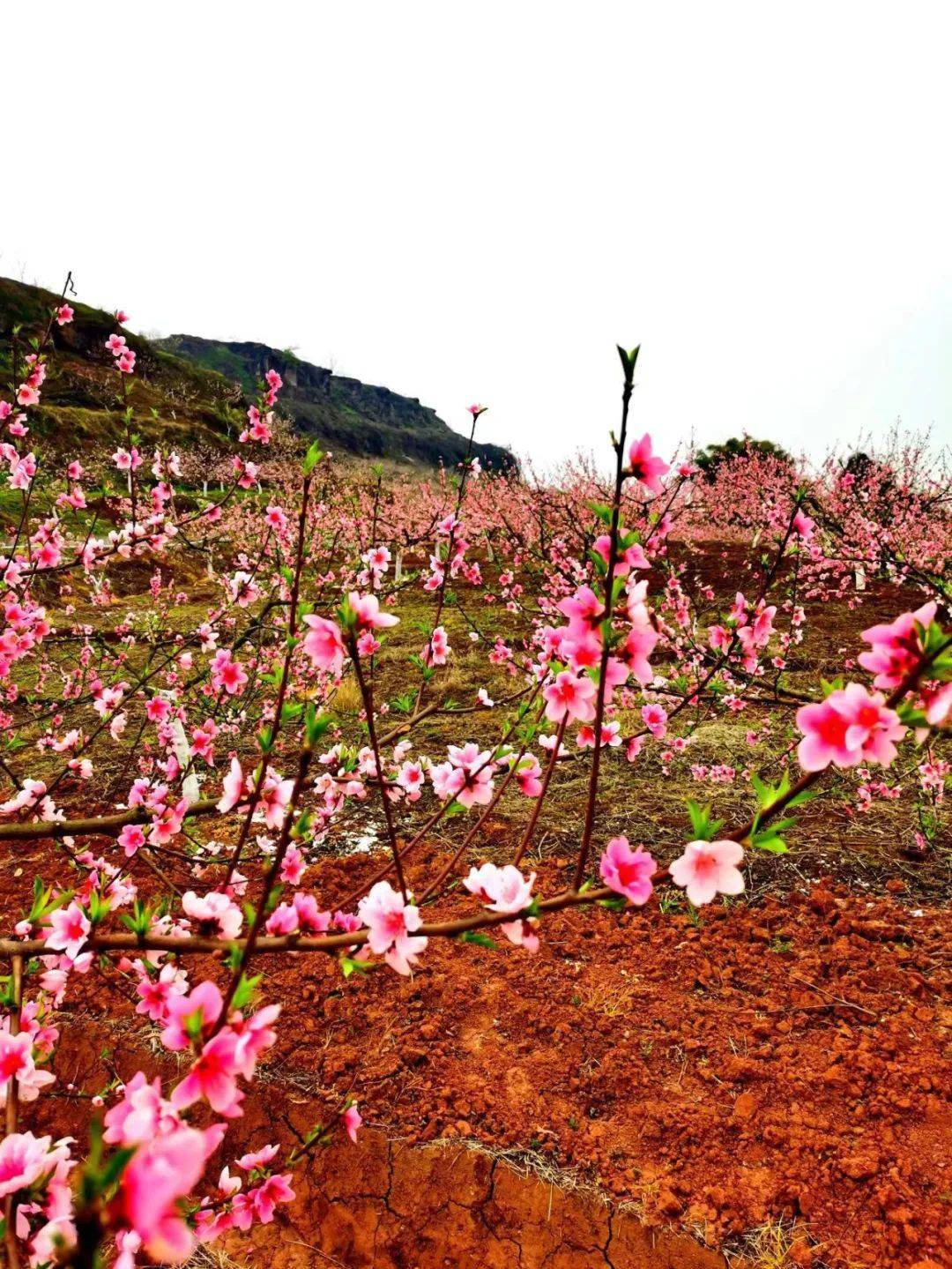 2022年3月安徽桃花节图片