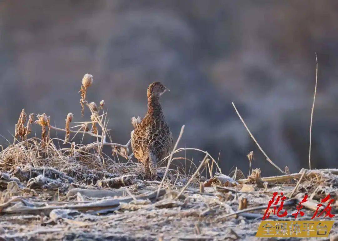 保护生物多样性美图庆阳雉鸡