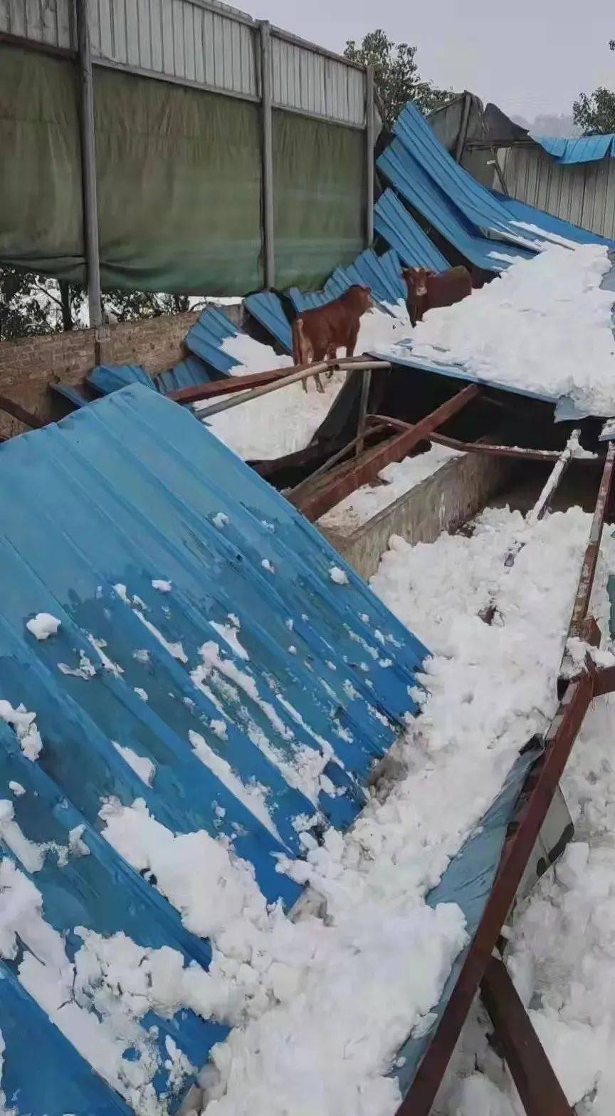 北山大塘养牛场小沙江镇花垅村养猪棚荷香桥一粮食烘干区钢架棚高平镇