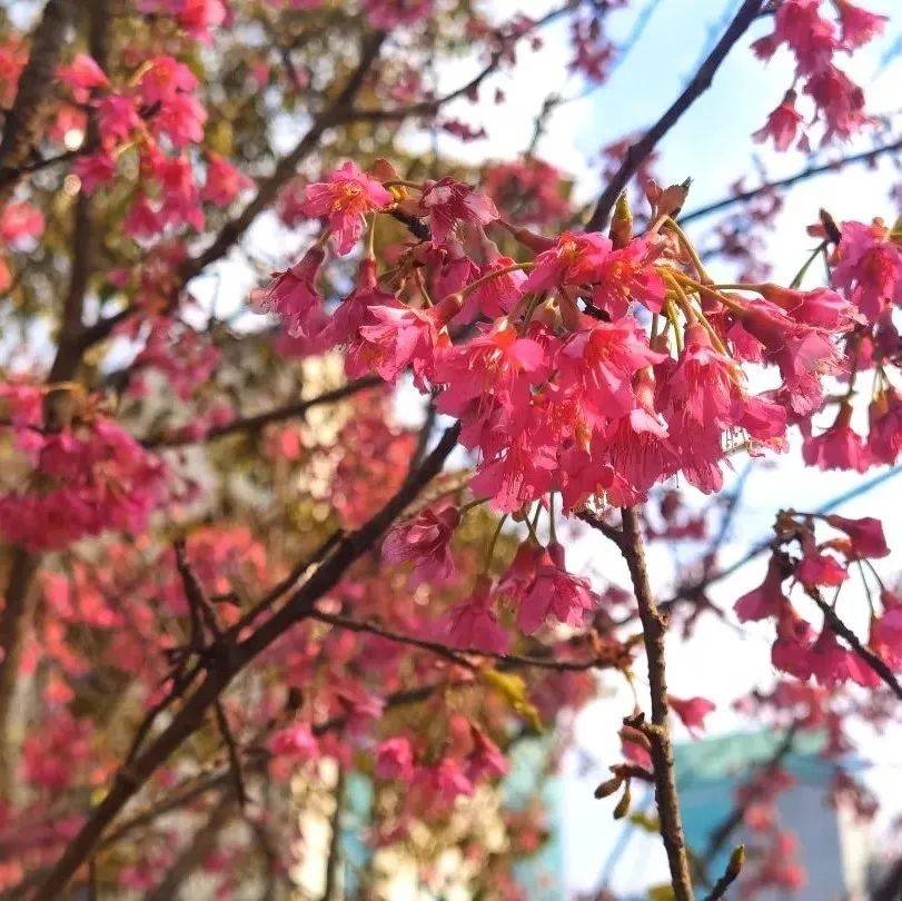 奉贤第一片樱花林已悄然绽放,各处早春花卉邀您来赏_上海_公园_梅花