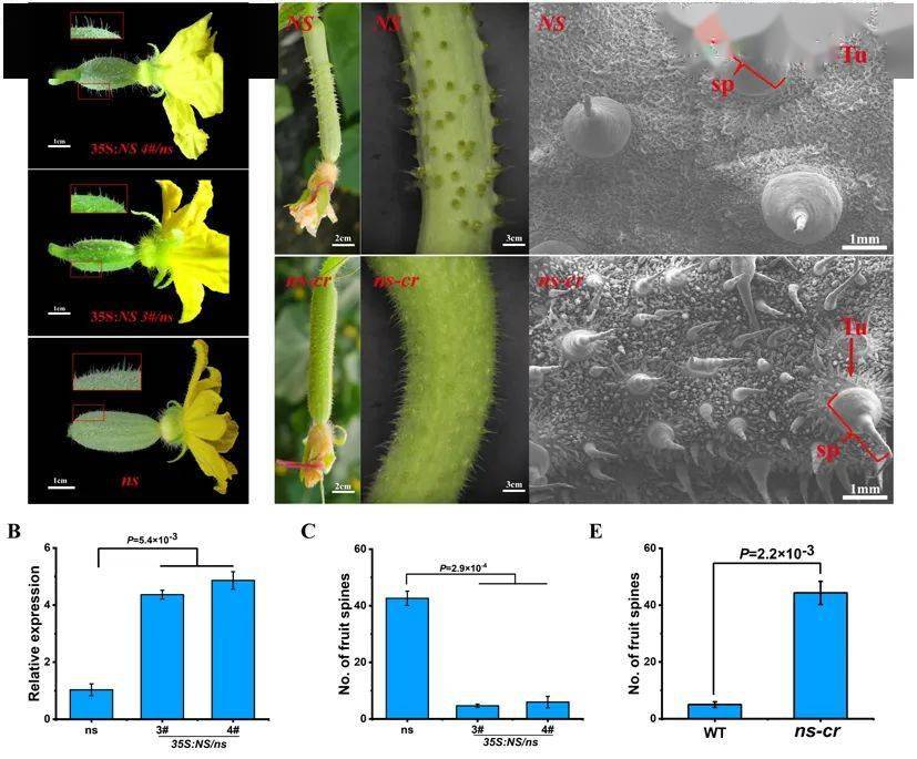黄瓜果实刺瘤发育的调控网络该论文以中国农业科学院蔬菜花卉研究所为